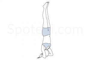 Bound headstand pose (Baddha Hasta Sirsasana) instructions, illustration, and mindfulness practice. Learn about preparatory, complementary and follow-up poses, and discover all health benefits. https://www.spotebi.com/exercise-guide/bound-headstand-pose/