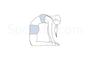 Camel pose (Ustrasana) instructions, illustration, and mindfulness practice. Learn about preparatory, complementary and follow-up poses, and discover all health benefits. https://www.spotebi.com/exercise-guide/camel-pose/