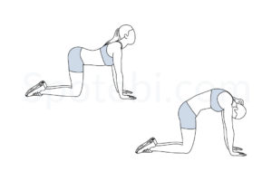 Back stretch exercise guide with instructions, demonstration, calories burned and muscles worked. Learn proper form, discover all health benefits and choose a workout. https://www.spotebi.com/exercise-guide/cat-back-stretch/