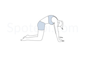 Cat pose (Marjaryasana) instructions, illustration and mindfulness practice. Learn about preparatory, complementary and follow-up poses, and discover all health benefits. https://www.spotebi.com/exercise-guide/cat-pose/