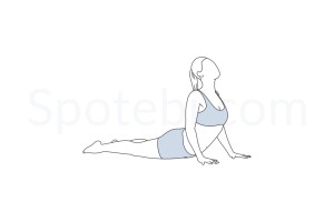 Cobra pose (Bhujangasana) instructions, illustration and mindfulness practice. Learn about preparatory, complementary and follow-up poses, and discover all health benefits. https://www.spotebi.com/exercise-guide/cobra-pose/
