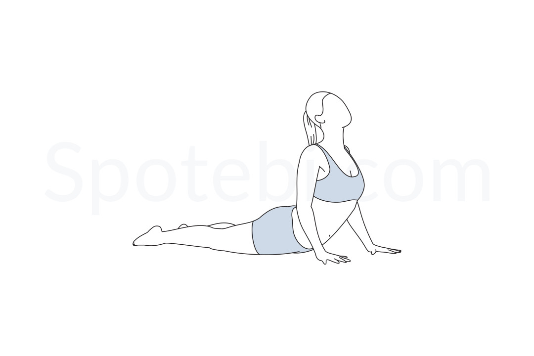 Cobra pose (Bhujangasana) instructions, illustration and mindfulness practice. Learn about preparatory, complementary and follow-up poses, and discover all health benefits. https://www.spotebi.com/exercise-guide/cobra-pose/