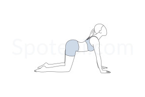 Cow pose (Bitilasana) instructions, illustration and mindfulness practice. Learn about preparatory, complementary and follow-up poses, and discover all health benefits. https://www.spotebi.com/exercise-guide/cow-pose/