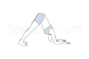 Dolphin pose (Ardha Pincha Mayurasana) instructions, illustration, and mindfulness practice. Learn about preparatory, complementary and follow-up poses, and discover all health benefits. https://www.spotebi.com/exercise-guide/dolphin-pose/