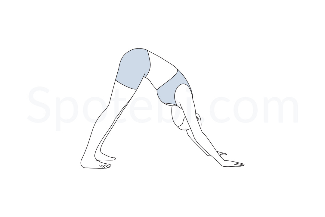 Downward facing dog pose (Adho Mukha Svanasana) instructions, illustration and mindfulness practice. Learn about preparatory, complementary and follow-up poses, and discover all health benefits. https://www.spotebi.com/exercise-guide/downward-facing-dog-pose/