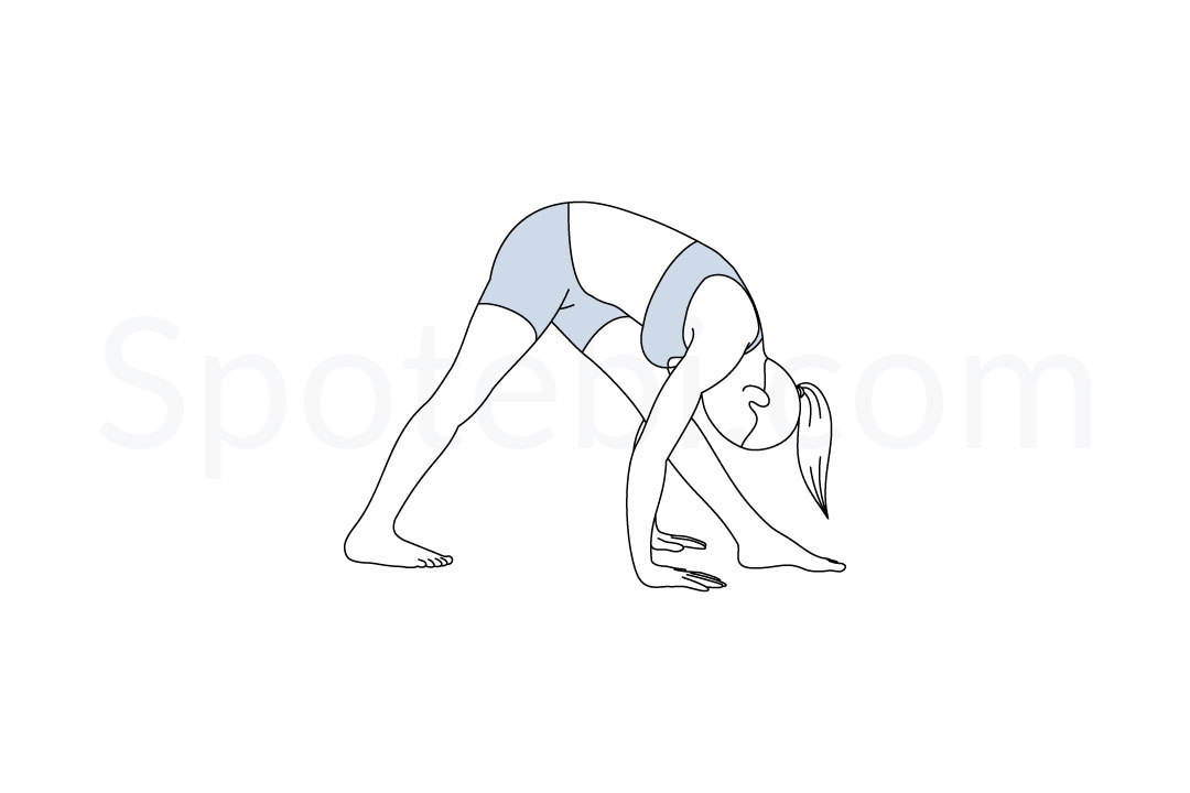 Intense side stretch pose (Parsvottanasana) instructions, illustration, and mindfulness practice. Learn about preparatory, complementary and follow-up poses, and discover all health benefits. https://www.spotebi.com/exercise-guide/intense-side-stretch-pose/