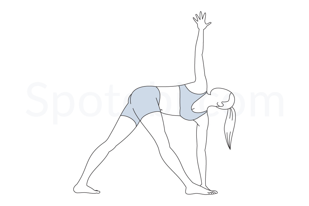 Revolved triangle pose (Parivrtta Trikonasana) instructions, illustration, and mindfulness practice. Learn about preparatory, complementary and follow-up poses, and discover all health benefits. https://www.spotebi.com/exercise-guide/revolved-triangle-pose/