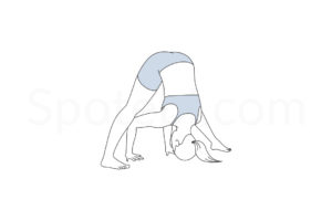 Wide legged forward bend pose (Prasarita Padottanasana) instructions, illustration, and mindfulness practice. Learn about preparatory, complementary and follow-up poses, and discover all health benefits. https://www.spotebi.com/exercise-guide/wide-legged-forward-bend-pose/